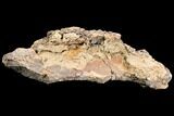 Unprepared Fossil Sauropod Bone Section - Morrison Formation #120574-1